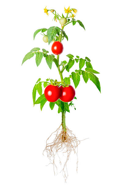 istock young seedling of fresh green and red tomatoes 513544696