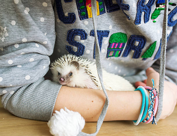 istock The African hedgehog is at the hostess in her embraces. 513545196