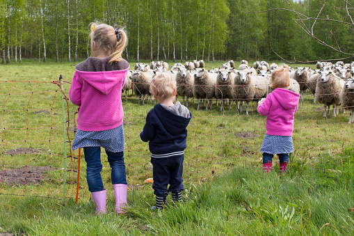 Three Young Children Looking At Herd Of Sheep.