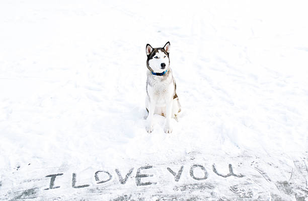 istock Siberian huskies makes a declaration of love 513545382