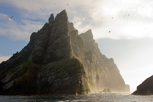 Northern gannets seen on top of the remote and steep cliffs of St Kilda. The Saint Kilda archipelago contains the largest colony in Europe with more than 60 000 nests.