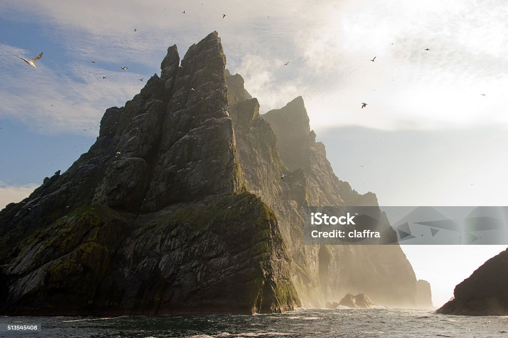 St Kilda Northern gannets seen on top of the remote and steep cliffs of St Kilda. The Saint Kilda archipelago contains the largest colony in Europe with more than 60 000 nests. St. Kilda Archipelago Stock Photo