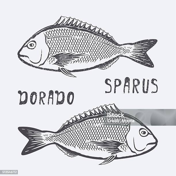 Dorado Sparus Vector Illustration Stock Illustration - Download Image Now - Animal, Fish, Illustration