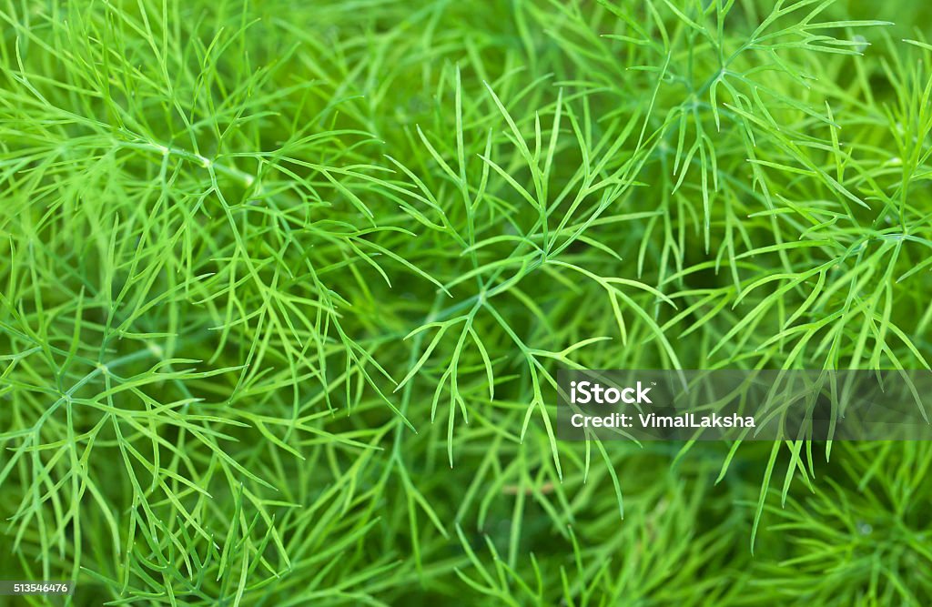 Green dill growing on vegetable bed Branch - Plant Part Stock Photo