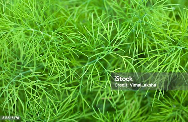 Green Dill Growing On Vegetable Bed Stock Photo - Download Image Now - Branch - Plant Part, Close-up, Condiment