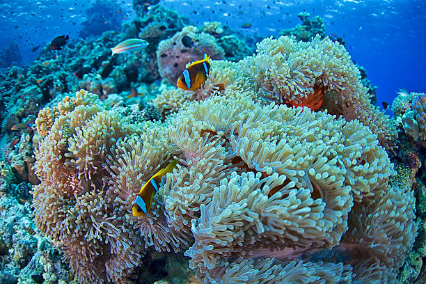 istock Clown fish-Amphiprion bicinctus 513546564