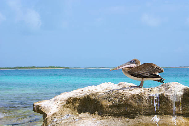 Pelican on rock stock photo