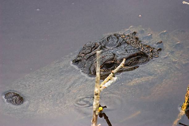 istock Alligator Sanibel Island 513546958