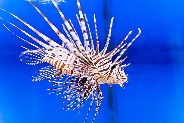 istock Pterois volitans in blue water 513547204