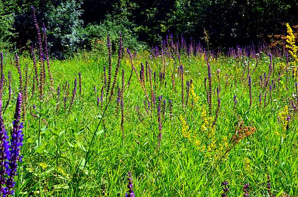 istock Wild salvia flowers 513547600