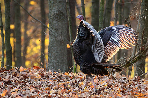 Wild Turkey 14 November 2009: A small group of wild turkeys are spotted near Dawson Lake at Moraine View State Park near LeRoy Illinois in McLean County. mclean county stock pictures, royalty-free photos & images