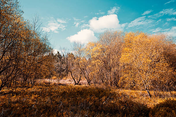 istock The Magical infrared efex 513547998
