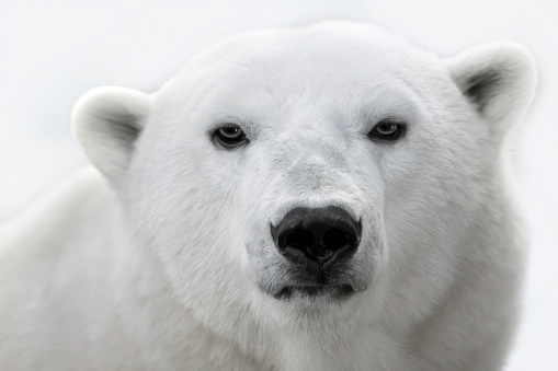 Portrait of a white polar bear. Close up