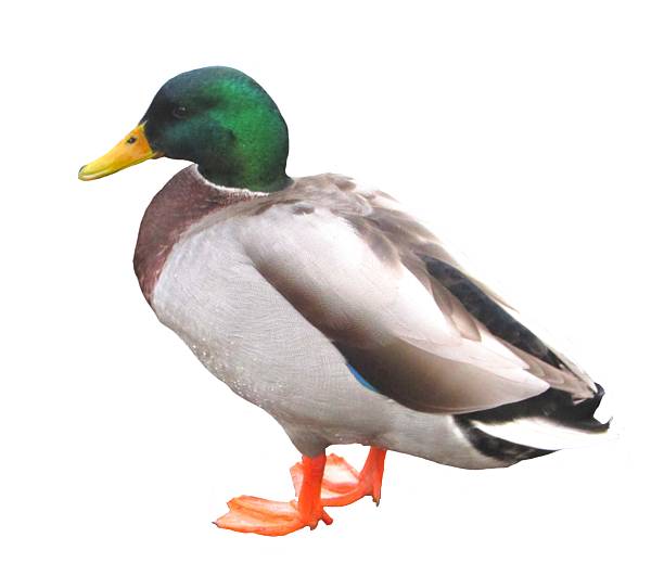istock male mallard duck on a white background 513549380