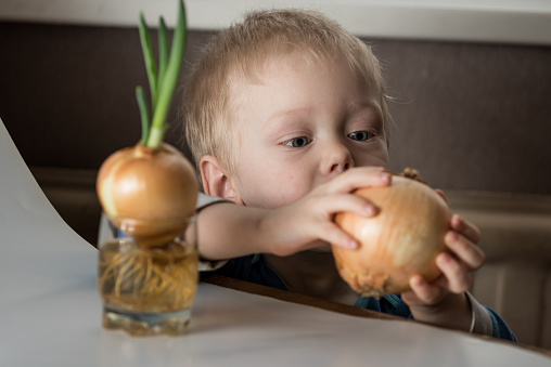 Blonde child aged 2-3 years old playing with green onion germinating onion, which is on the table.Blonde child aged 2-3 years old playing with green onion germinating onion, which is on the table.