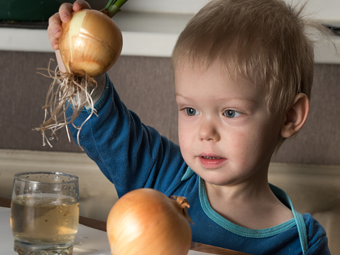 Blonde child aged 2-3 years old playing with green onion germinating onion, which is on the table.Blonde child aged 2-3 years old playing with green onion germinating onion, which is on the table.