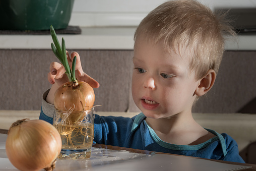 Blonde child aged 2-3 years old playing with green onion germinating onion, which is on the table.Blonde child aged 2-3 years old playing with green onion germinating onion, which is on the table.