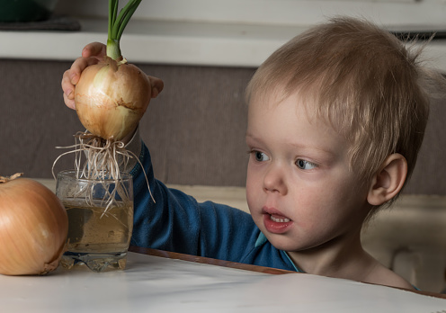 Blonde child aged 2-3 years old playing with green onion germinating onion, which is on the table.Blonde child aged 2-3 years old playing with green onion germinating onion, which is on the table.