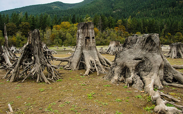 istock Tree Stumps at Rattlesnake Lake 513551256