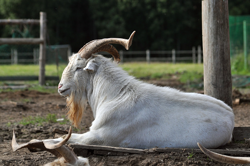 Goat with big horns and a beard during rest
