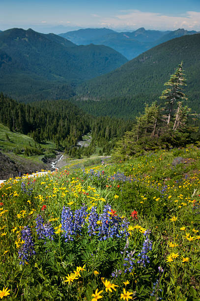 flores silvestres do monte baker - north cascades national park mountain flower wildflower imagens e fotografias de stock