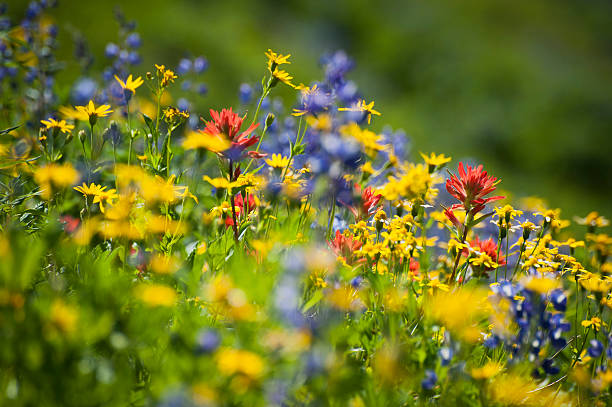 flores silvestres do monte baker - north cascades national park mountain flower wildflower imagens e fotografias de stock