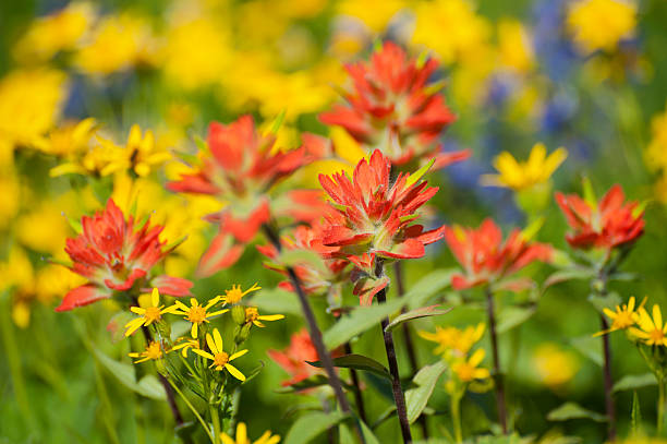 flores silvestres do monte baker - north cascades national park mountain flower wildflower imagens e fotografias de stock