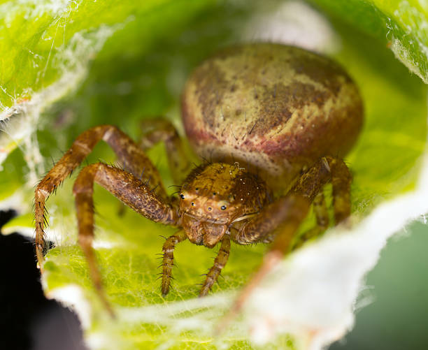 istock Xysticus crab spider on leaf 513553408