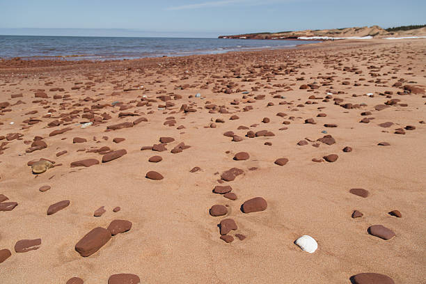 White Shell and Scattered Rocks at Cavendish Beach A horizontal photo of a white shell and scattered orange rocks on a sandy beach at Cavendish Beach, Prince Edward Island (PEI) on the east coast of Canada in the Spring. cavendish beach stock pictures, royalty-free photos & images
