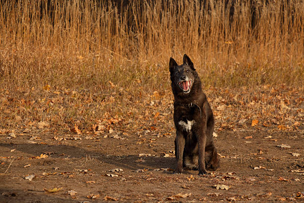 нечистопородная собака сидит - tyke стоковые фото и изображения