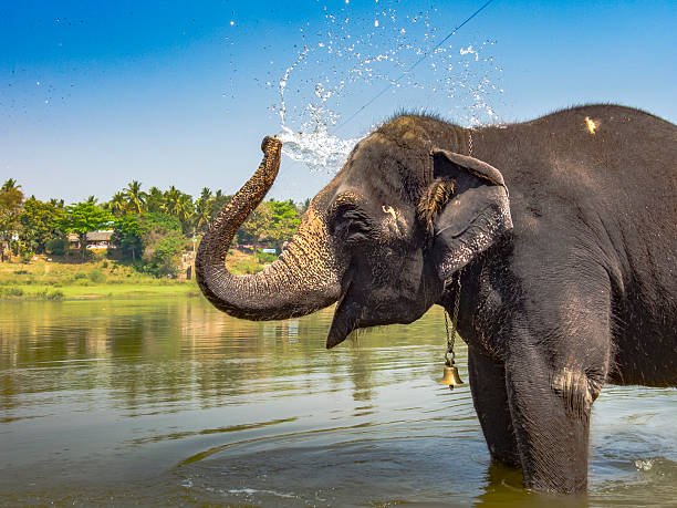istock Indian Elephant Taking A Bath And Spraying Water 513554212
