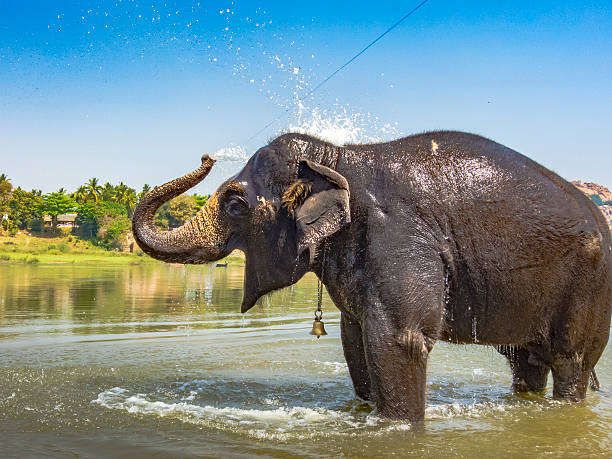 istock Indian Elephant Taking A Bath And Spraying Water 513554254