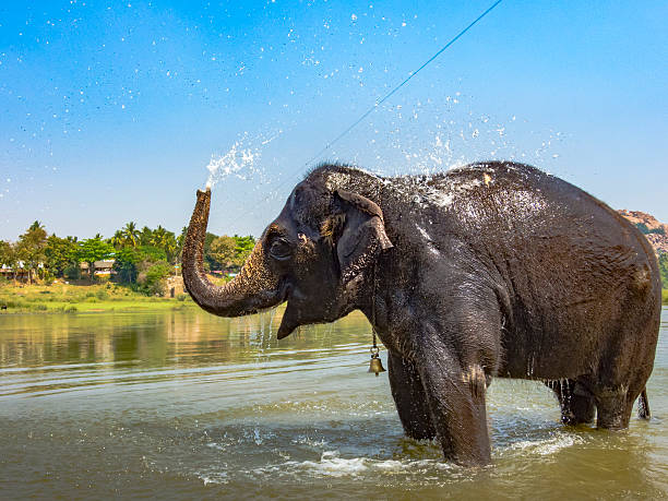 istock Indian Elephant Taking A Bath And Spraying Water 513554286