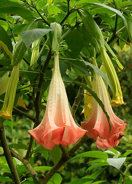 istock Angel's Trumpet flowers 513555060