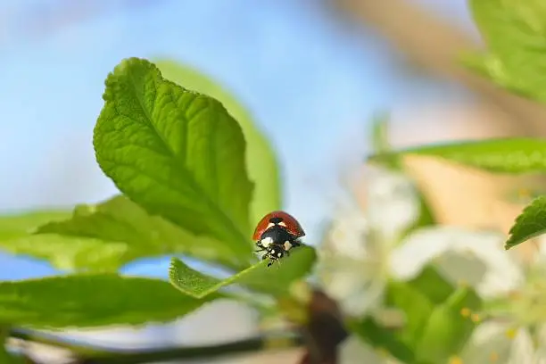 spring background (sprouts on trees, green leaves, ladybug beetle )