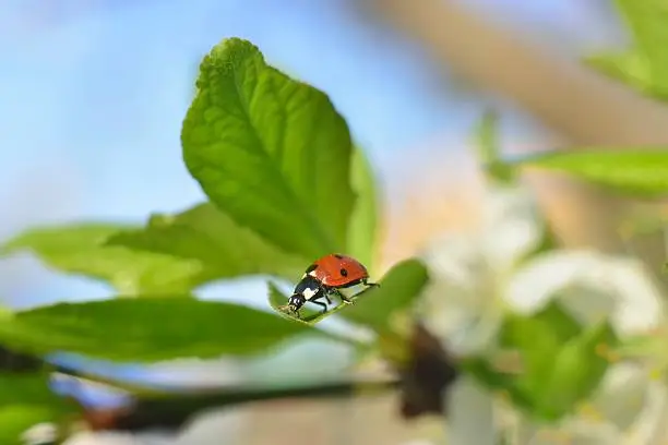 spring background (sprouts on trees, green leaves, ladybug beetle )