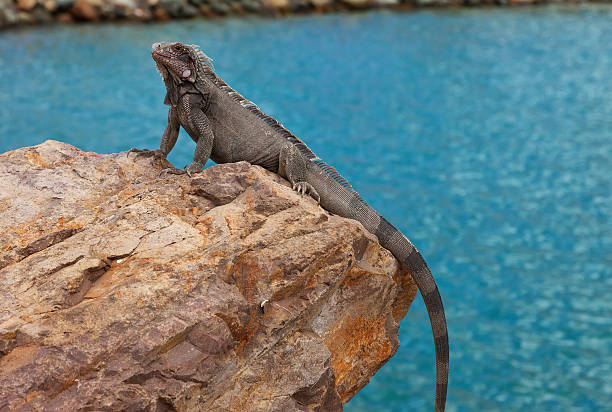 istock Iguana in the Caribbean 513556424