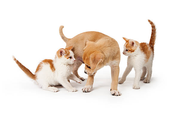 istock Two Kittens and a Puppy Together on White 513557564
