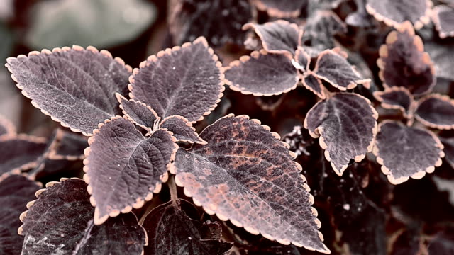 Coleus