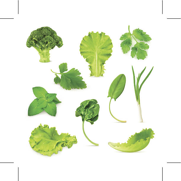 ilustrações de stock, clip art, desenhos animados e ícones de conjunto de produtos hortícolas e plantas aromáticas - white background freshness spinach vegetable