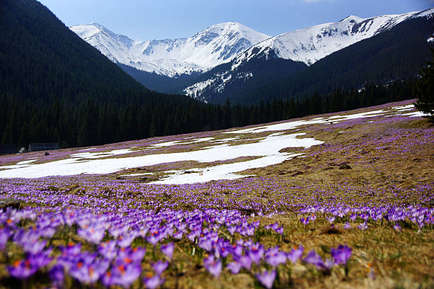 Crocuses in Chocholowska valley, Tatra Mountain, Poland stock photo