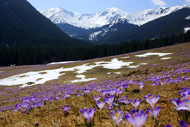 istock Crocuses in Chocholowska valley, Tatra Mountain, Poland 513566777