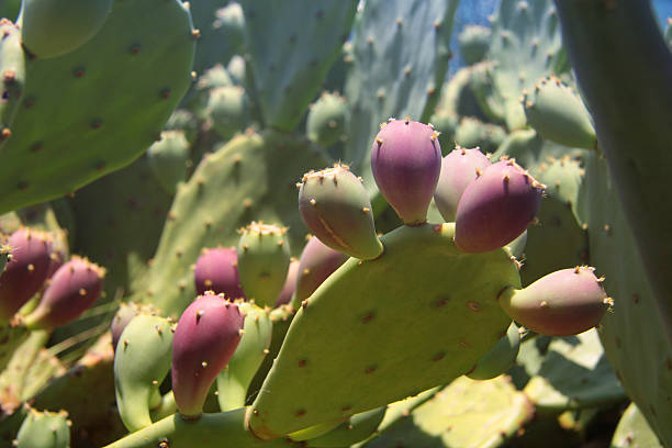 cactus, - plant size foto e immagini stock