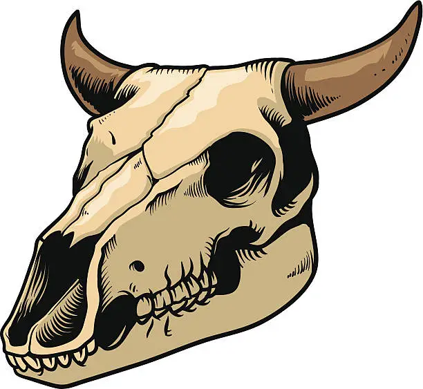 Vector illustration of cow skull