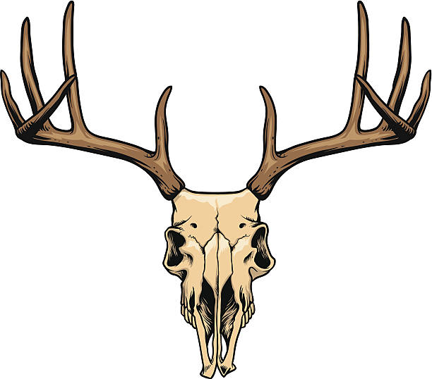 illustrations, cliparts, dessins animés et icônes de crâne de cerf - deer skull