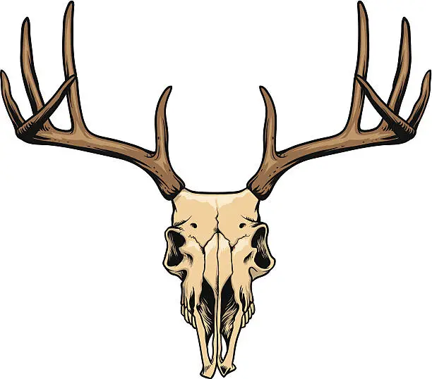 Vector illustration of deer skull