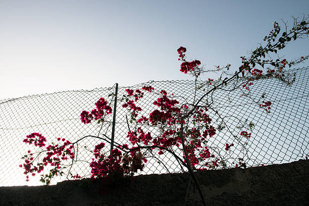 istock Lined sidewalk and metal fence 513568577