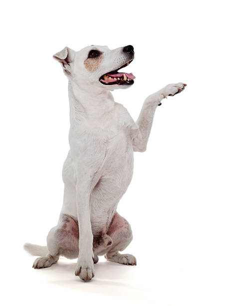 istock Jack Russell Terrier gives a paw 513568677