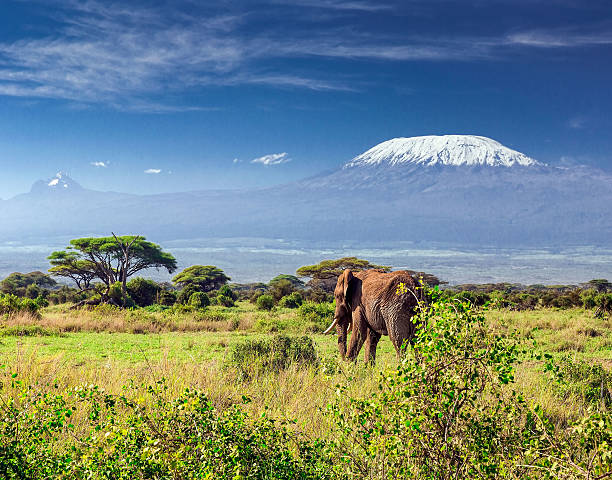istock Elephant in front of Mount Kilimanjaro & Mawenzi Peak 513568959