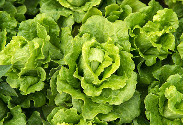 istock lettuce plant in field 513569773
